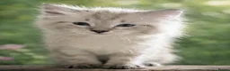Ragdoll cats for sale: ✨ Ready now ✨ Ragdoll Siberian Kittens - Advert 26