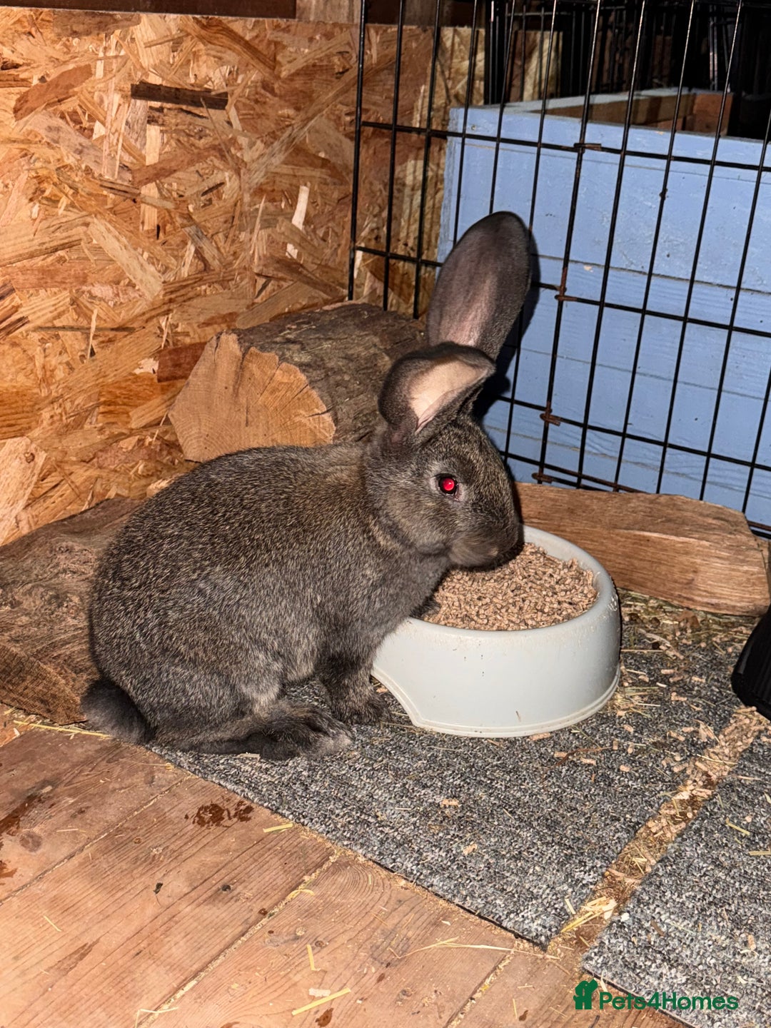Continental Giant rabbits for sale: Pure Bred Continental Giant Rabbits  - Image 38
