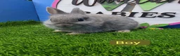 Netherland Dwarf rabbits for sale: Netherland Dwarf Baby Rabbits Bucks Males  - Advert 3
