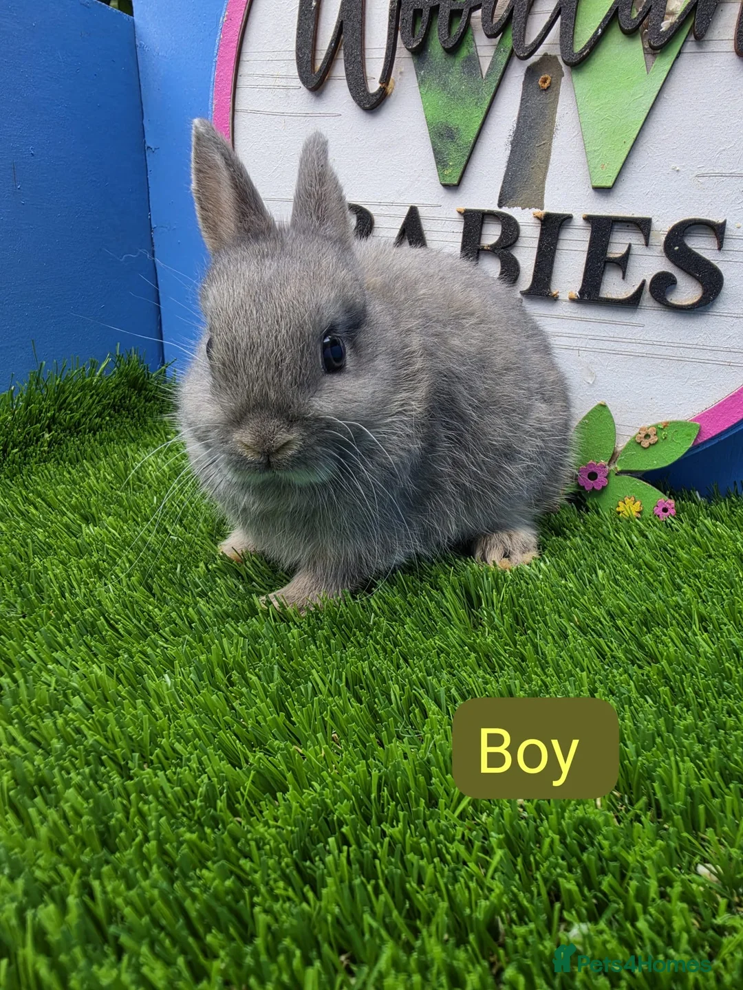 Netherland Dwarf rabbits for sale: Netherland Dwarf Baby Rabbits Bucks Males  - Advert 3