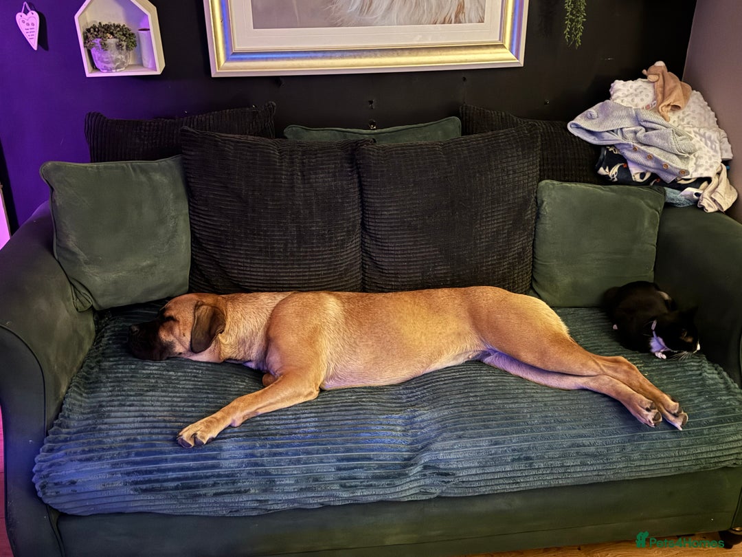 Cane Corso dogs for sale: Female cane Corso - Advert 2