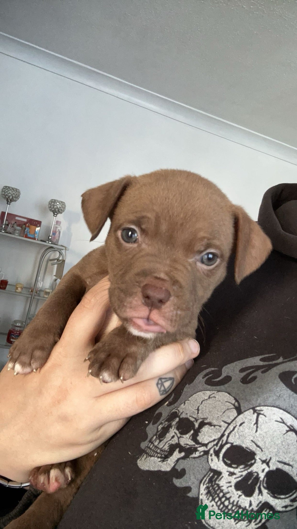 Staffordshire Bull Terrier dogs Staffys - Advert 2