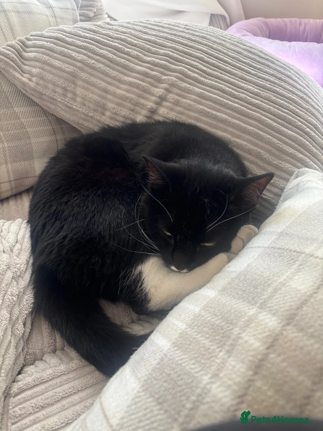 Domestic Shorthair cats for sale: Rory, 3 years in Surbiton - Advert 2