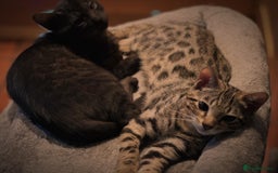 Bengal cats for sale: 2 Bengals Boy Brothers 11 Months Old - Advert 3