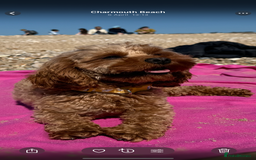 Cavapoo dogs for sale: Extensively Health Tested Apricot Cavapoo pups - Image 2