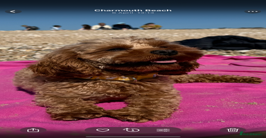 Cavapoo dogs - Advert 5