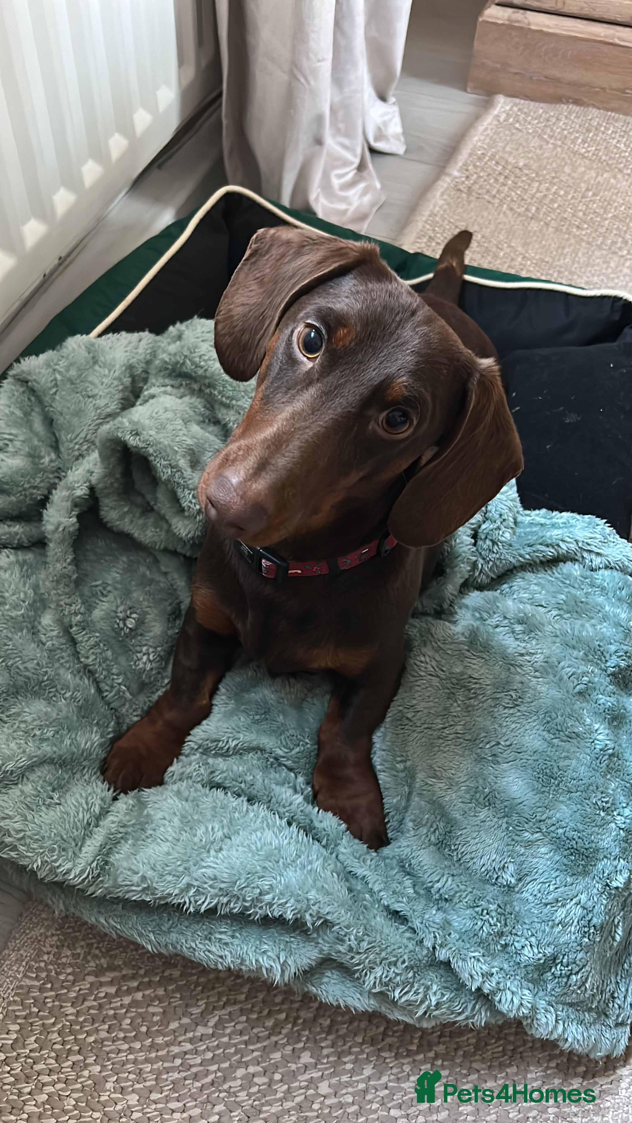 Dachshund dogs 1 year old male dachshund  - Advert 9