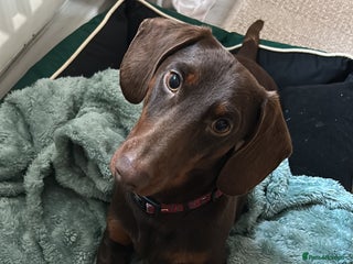 Dachshund dogs 1 year old male dachshund - Advert 9