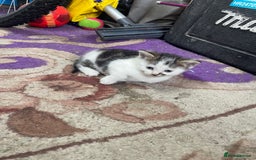 American Shorthair cats for sale: 2 Beautiful Tabby Kittens For sale - Image 6