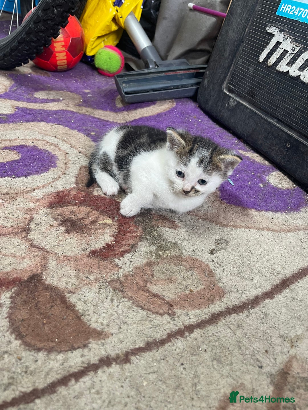 American Shorthair cats for sale: 2 Beautiful Tabby Kittens For sale - Image 6