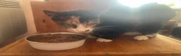 Domestic Shorthair cats for adoption: Rescue Dolly.  - Advert 3