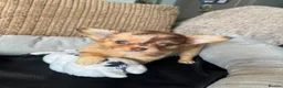 Chihuahua dogs for sale: Chihuahua puppies Russian ancesry with apple head  - Advert 23