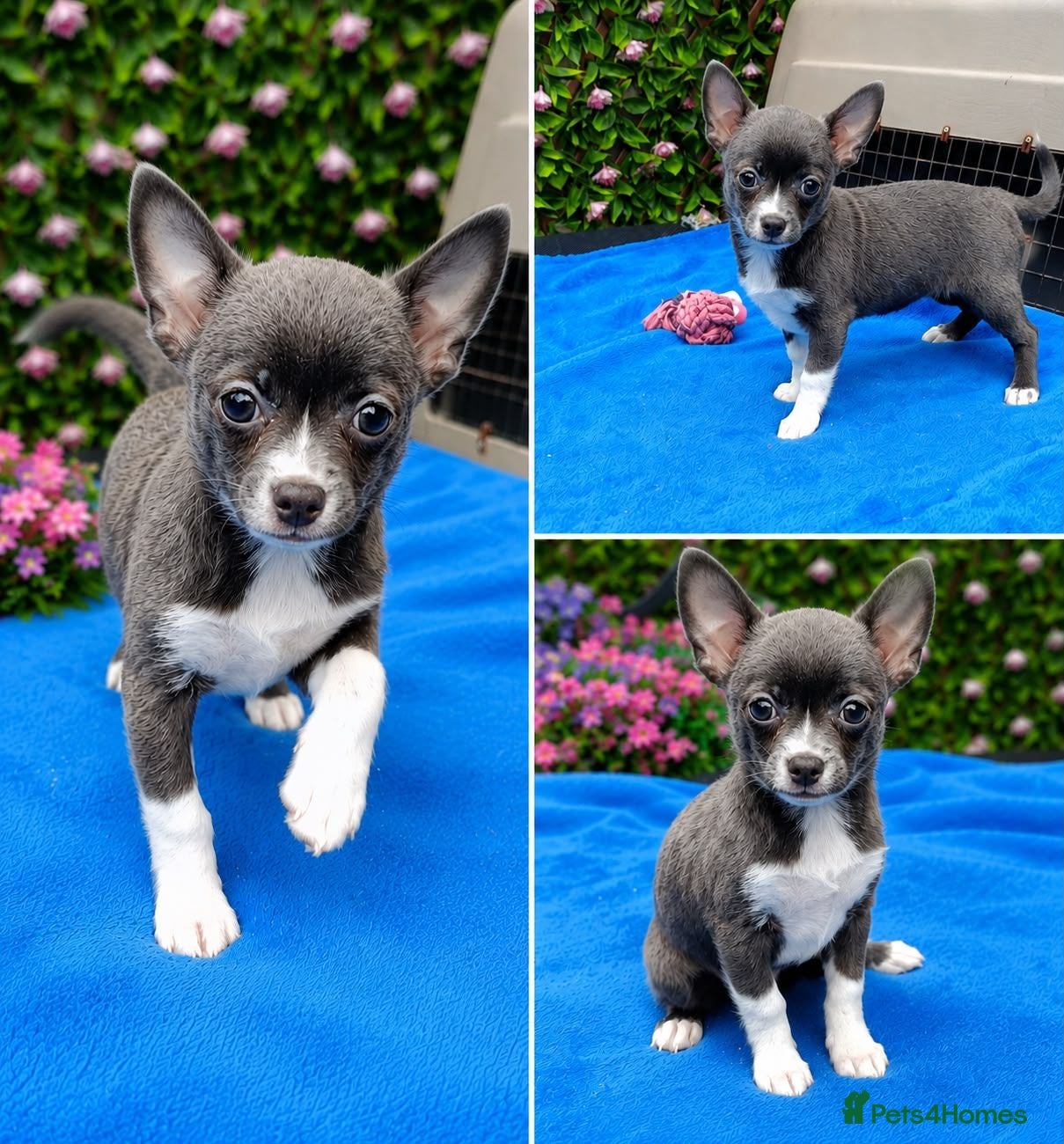 Chihuahua dogs  READY NOW KC REG 2 GIRLS HEALTH TESTED  - Advert 1