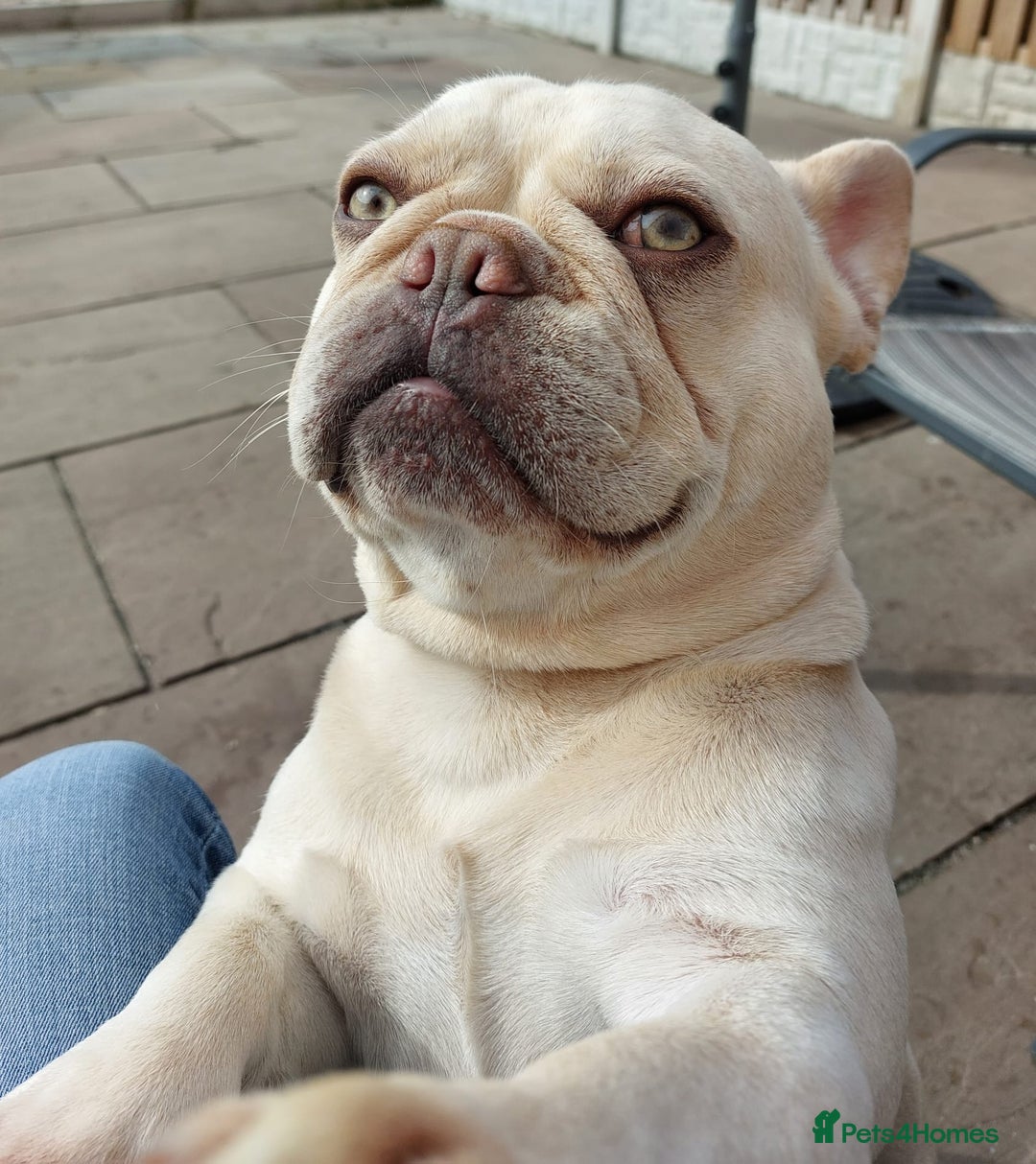 French Bulldog dogs for stud: 5 PANEL HEALTH CLEAR CHARLIE VERY WELL PROVEN! - Image 4