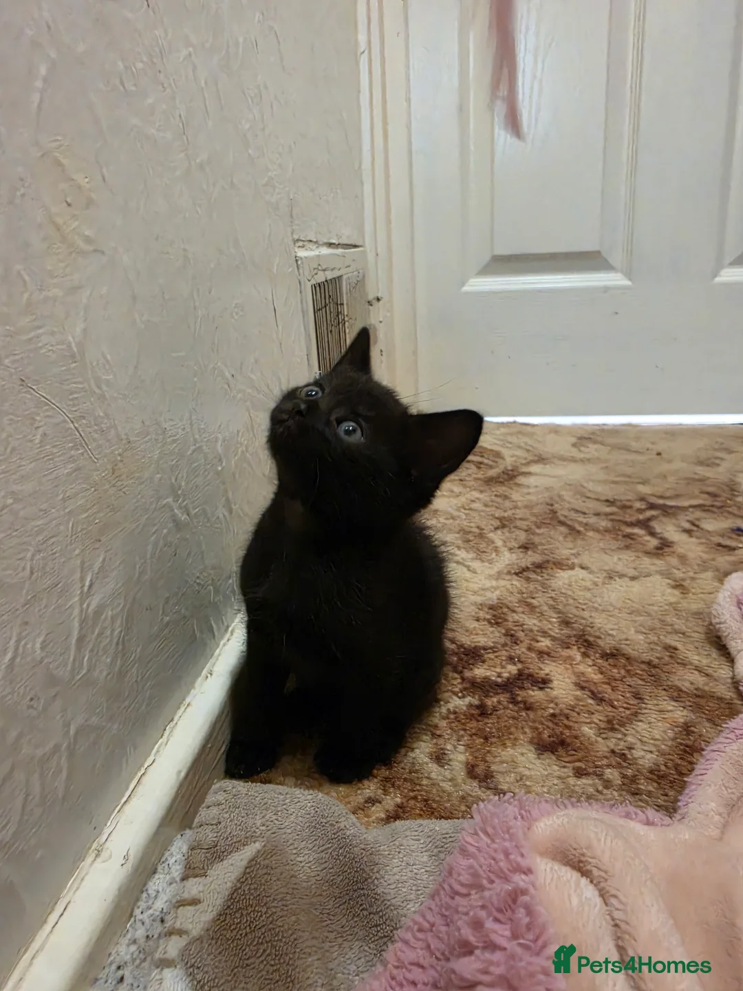 Mixed Breed cats for sale: 5 kittens and 1 cat in Wolverhampton - Advert 2