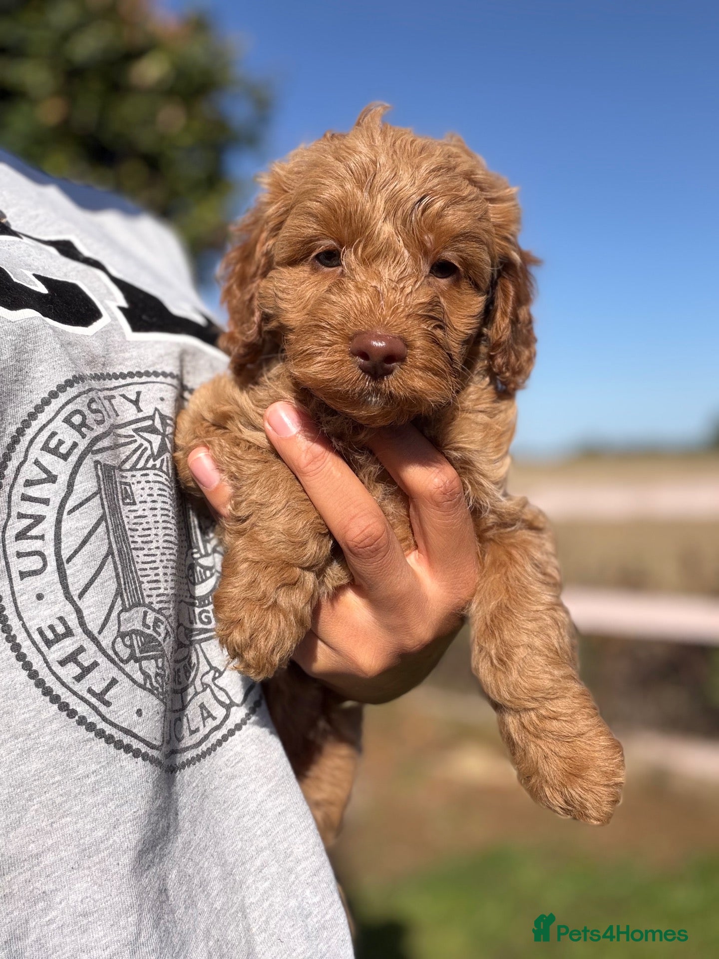 Cockapoo dogs ♥️ Stunning Red girl ♥️  - Advert 2