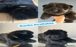 Chow Chow dogs for sale: Beautiful Chow Chow puppies  - Image 8