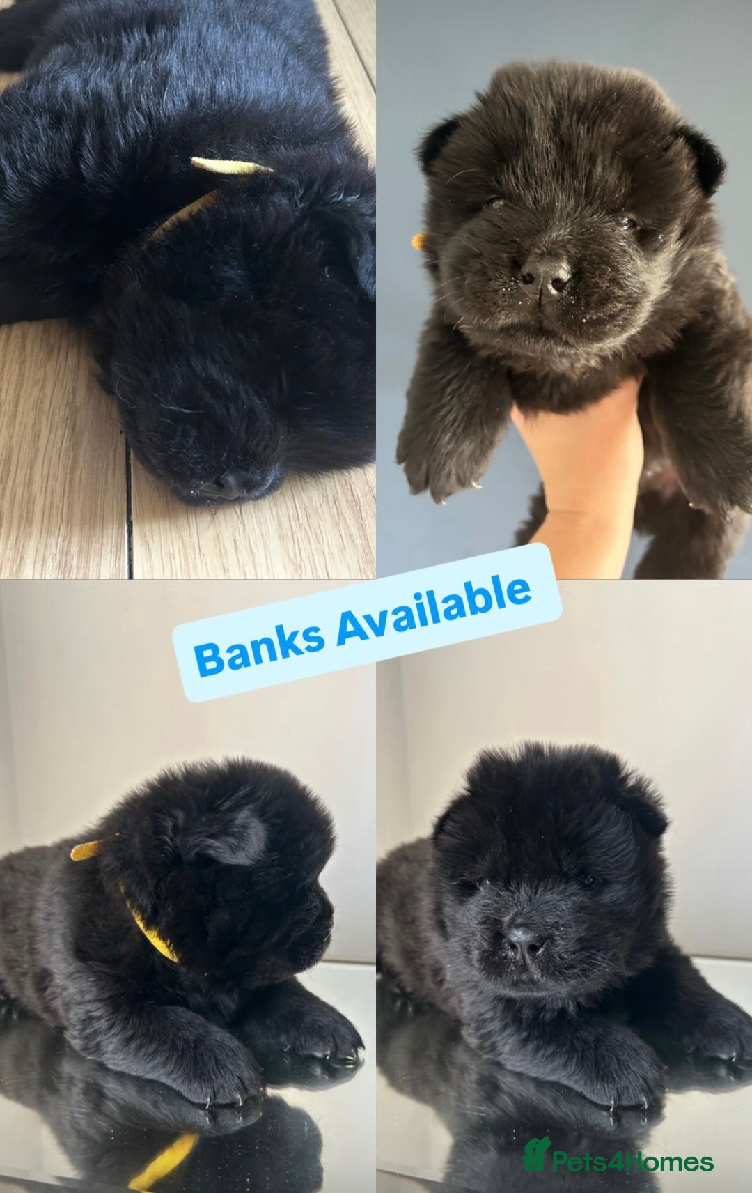 Chow Chow dogs for sale: Beautiful Chow Chow puppies  - Image 8