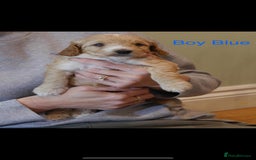 Cockapoo dogs for sale: Gorgeous F1 B cockapoos for sale - Image 7