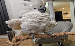Cockatoo birds for sale: Umbrella Cockatoo - Image 1