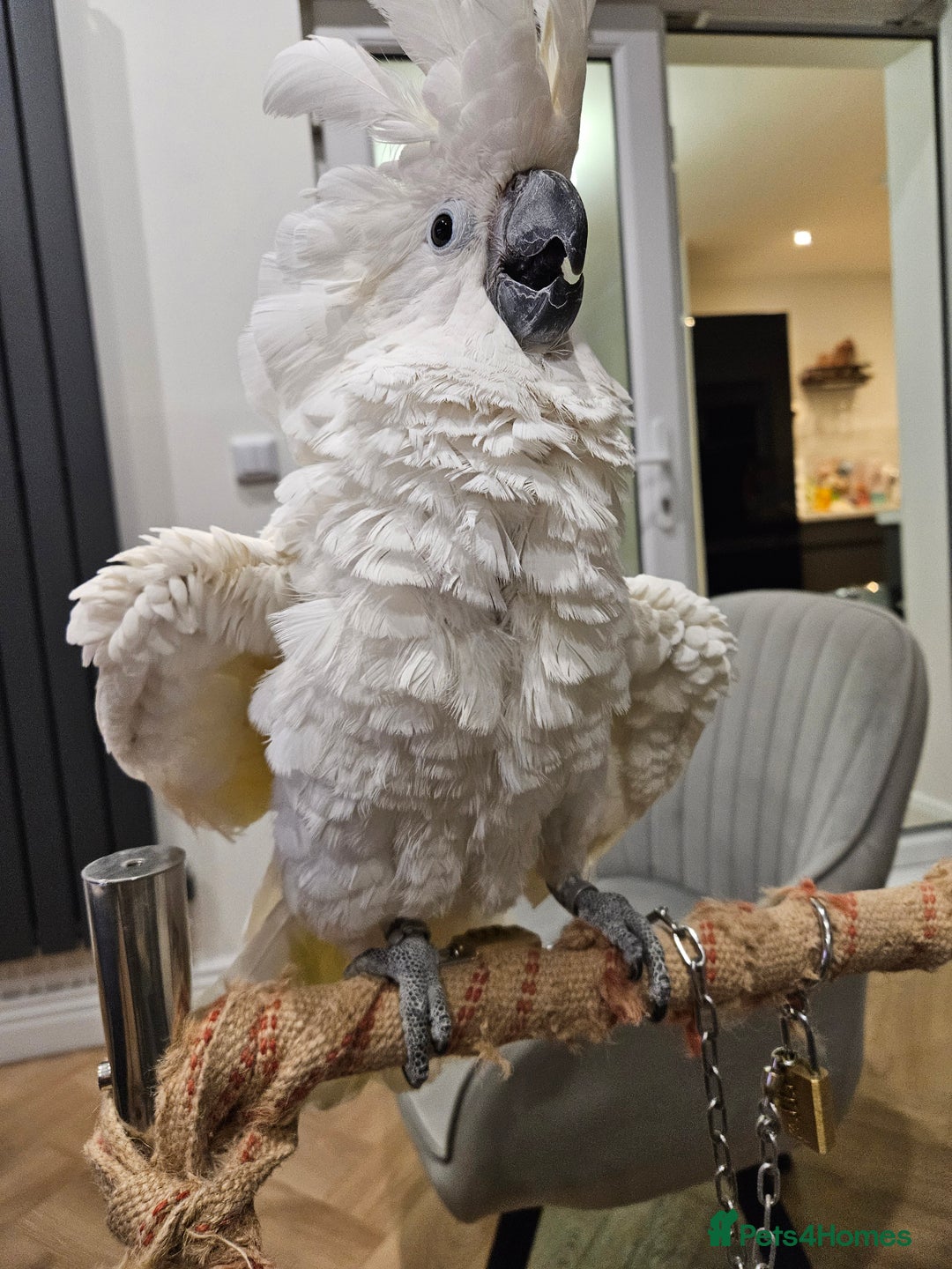 Cockatoo birds for sale: Umbrella Cockatoo - Image 1