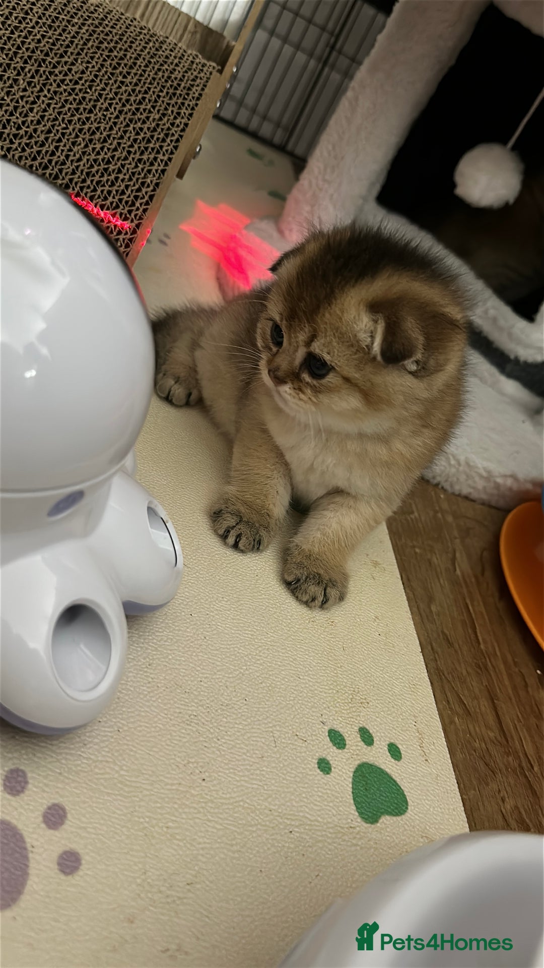 Scottish Fold cats for sale: Adorable Scottish Kittens – Raised with Love - Advert 11