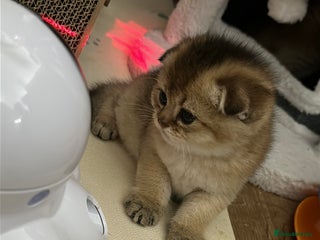 Scottish Fold cats Sweet Scottish Kittens Looking for Loving Homes - Advert 7