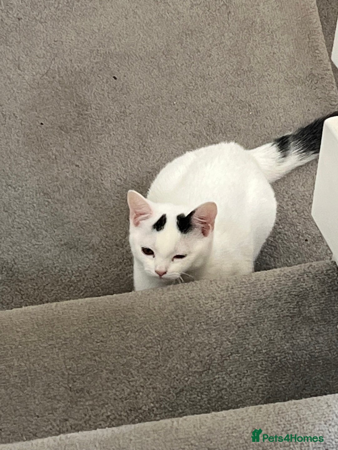 Mixed Breed cats for sale: Isha and Freya - Image 20