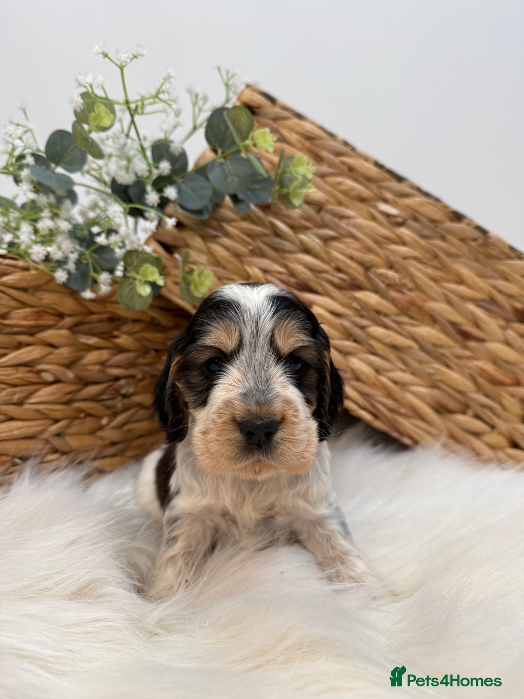 Cocker Spaniel dogs for sale: Quality Health Tested KC Reg Show cocker spaniels  - Advert 14