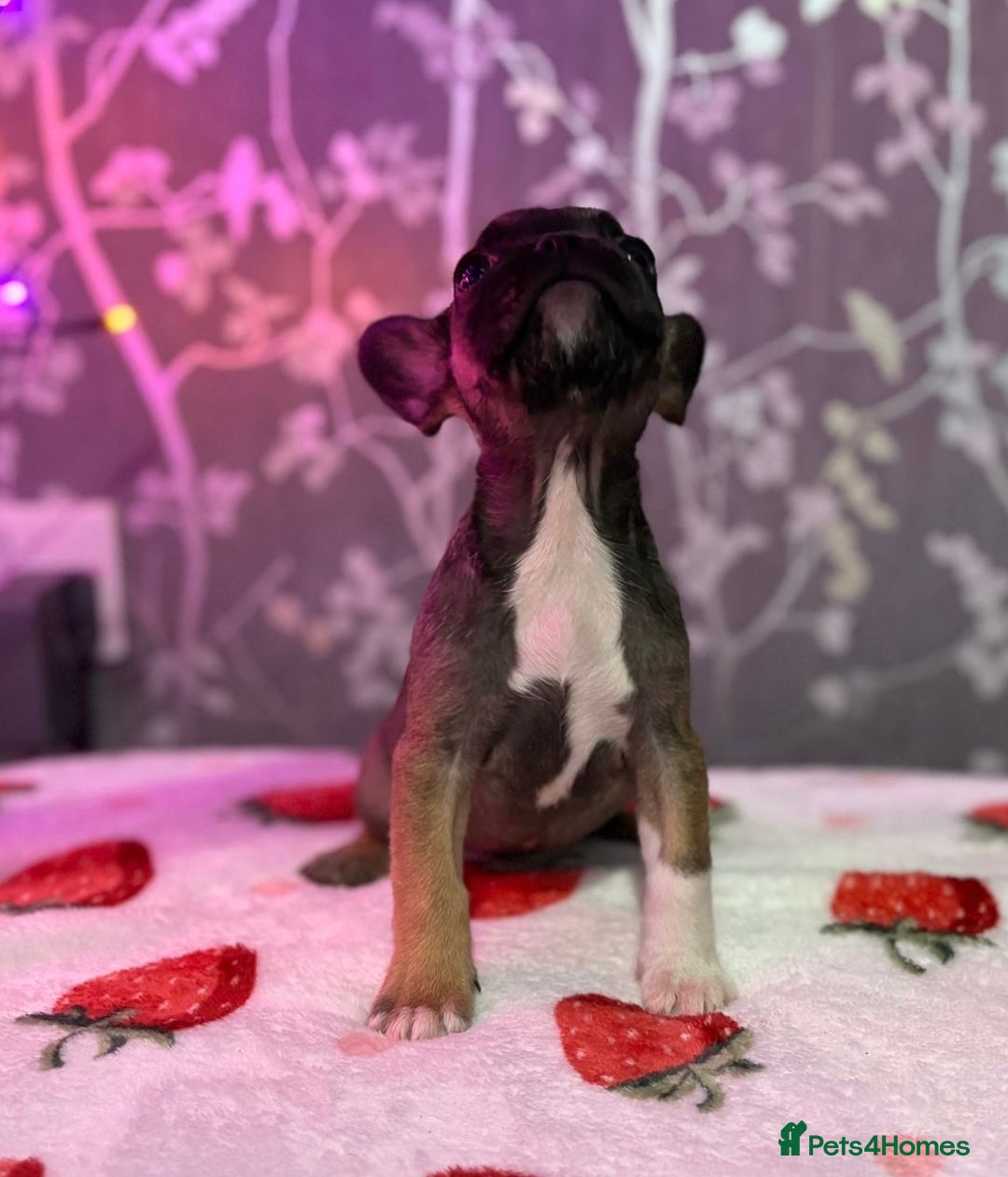 French Bulldog dogs for sale: French bulldog puppy’s - Image 21