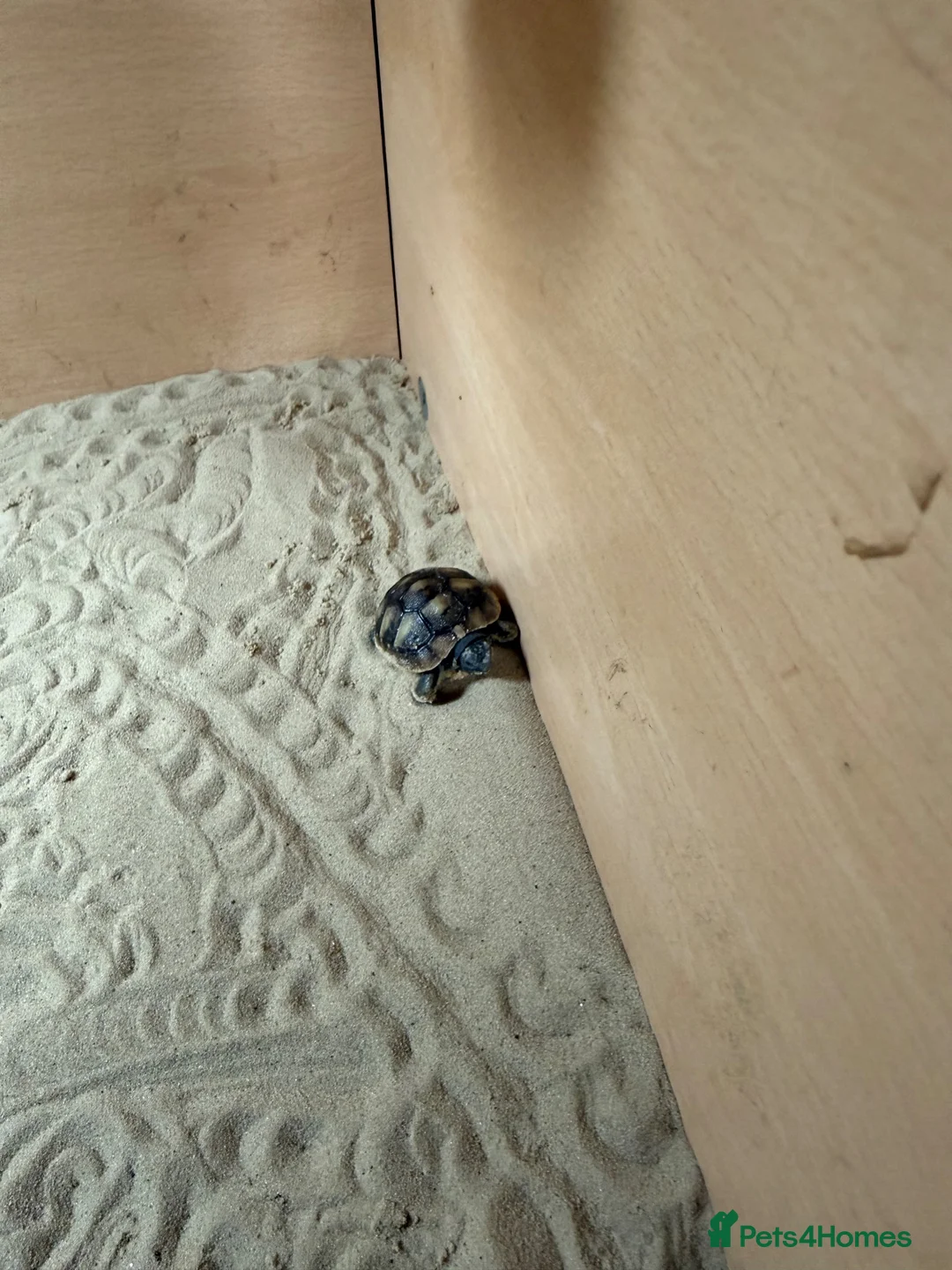 Tortoise reptiles for sale: Herman tortoises in Peacehaven - Advert 12