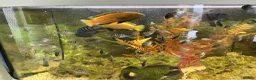 Cichlids fish for sale: Chichlids in Buckingham - Advert 4