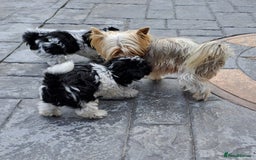 Mixed Breed dogs for sale: Biewer Terrier 2 boys , parents DNA tested. - Image 14