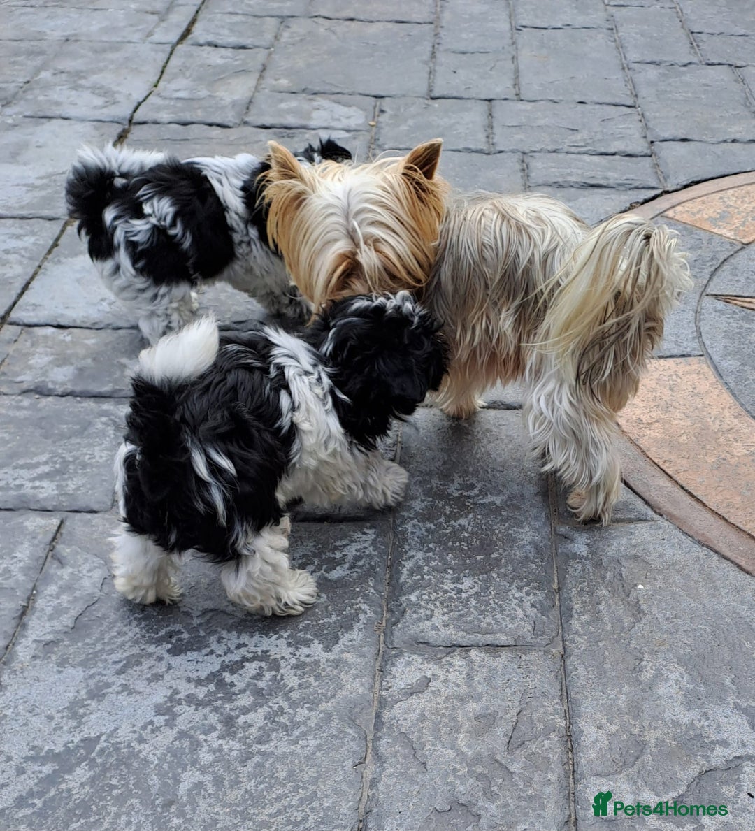 Mixed Breed dogs for sale: Biewer Terrier 2 boys , parents DNA tested. - Image 14
