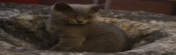 Scottish Fold cats for sale: Scottish straight girls ready for a new home🥰 - Advert 5