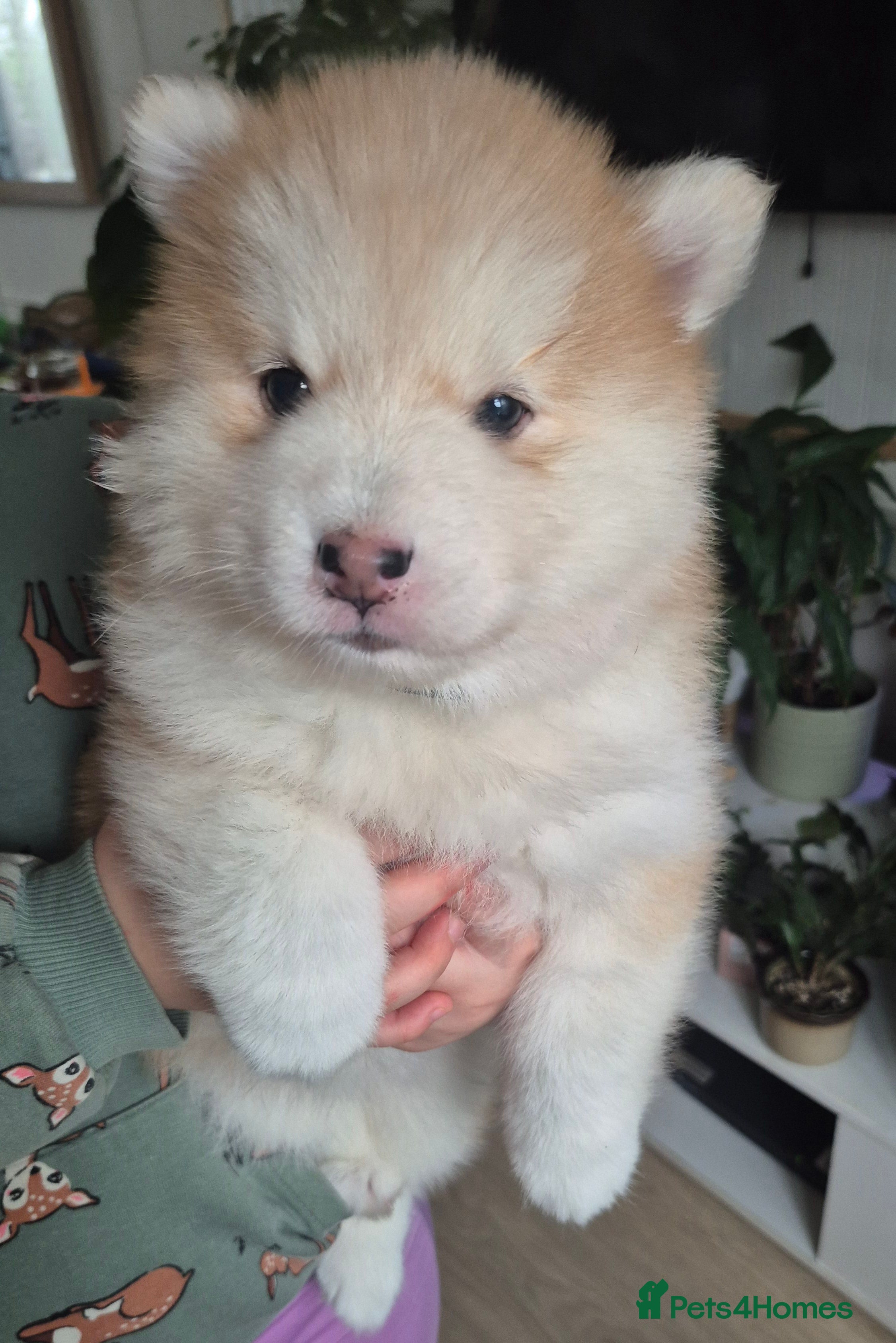 Pomsky dogs Pomsky Puppies – Mini Husky F4 (born 1/1/2026) - Advert 5