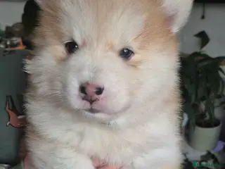 Pomsky dogs Pomsky Puppies – Mini Husky F4 (born 1/1/2026) - Advert 5