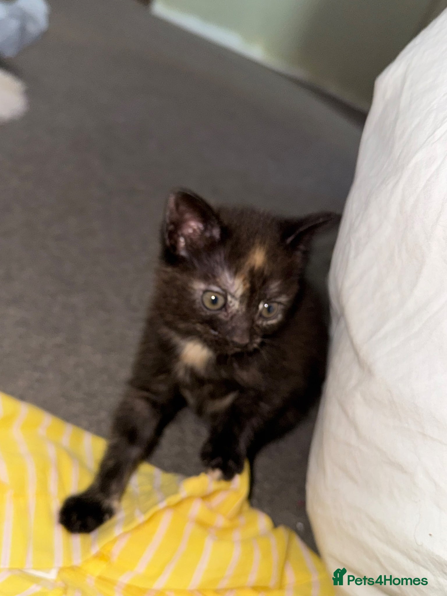 British Shorthair cats 2 beautiful boys for sale  - Advert 2