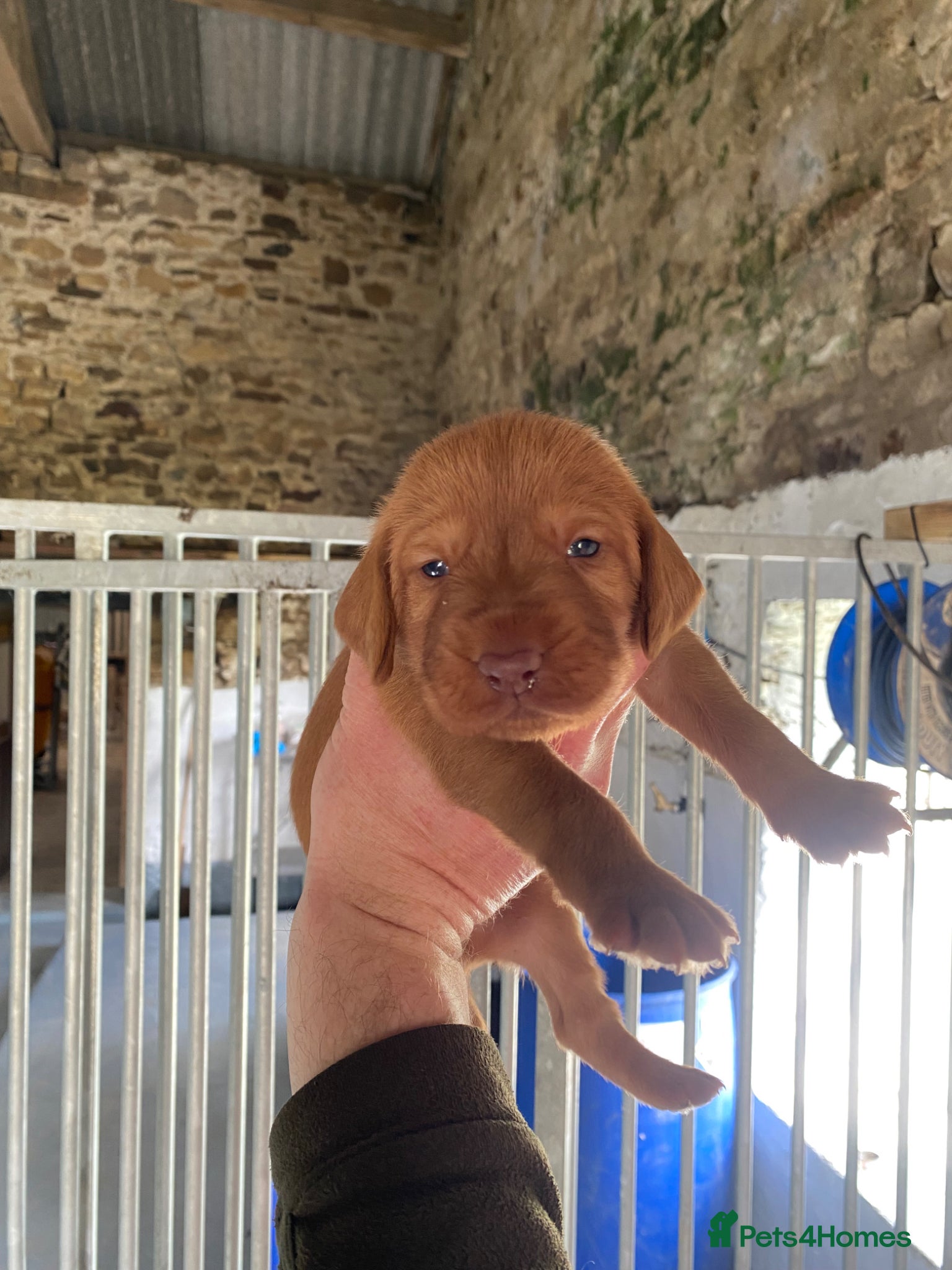 Hungarian Vizsla dogs Working wirehaired vizsla puppies for sale  - Advert 1