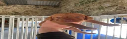 Hungarian Vizsla dogs for sale: Working wirehaired vizsla puppies for sale  - Advert 2