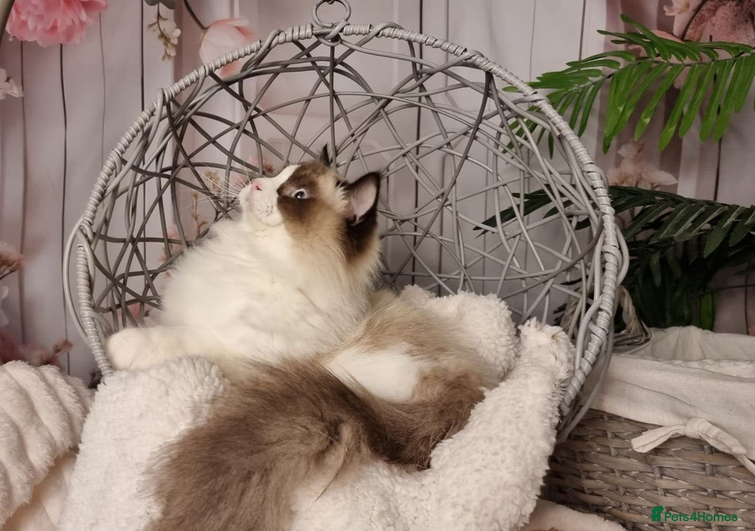 Ragdoll cats for sale: Quality Tica reg Ragdoll kittens  - Advert 12