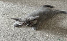 British Shorthair cats for sale: Blue British shorthairs 1 boy 2 girls ready now!! - Image 10