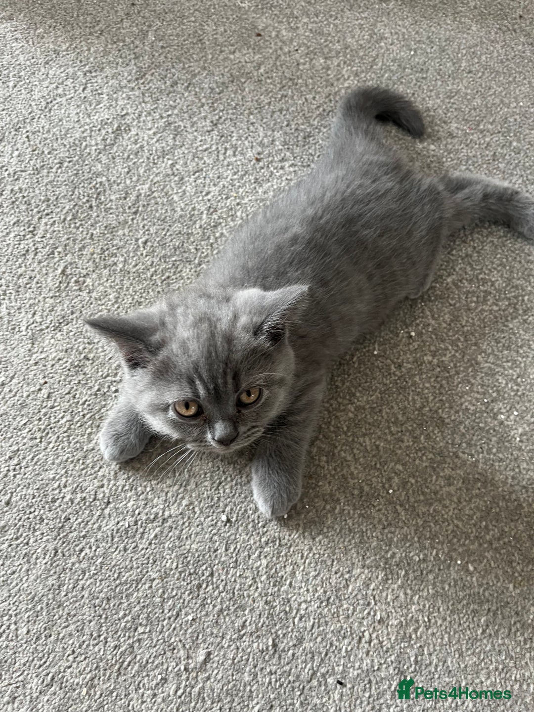 British Shorthair cats for sale: Blue British shorthairs 1 boy 2 girls ready now!! - Image 10