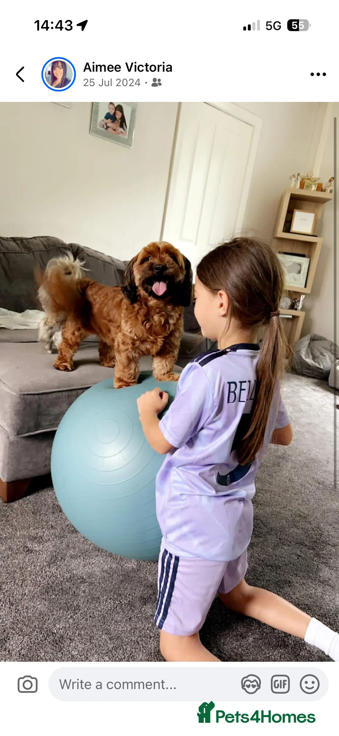 Cavapoo dogs for sale: Beautiful litter of f2 cavapoo puppies  in Rochdale - Advert 16