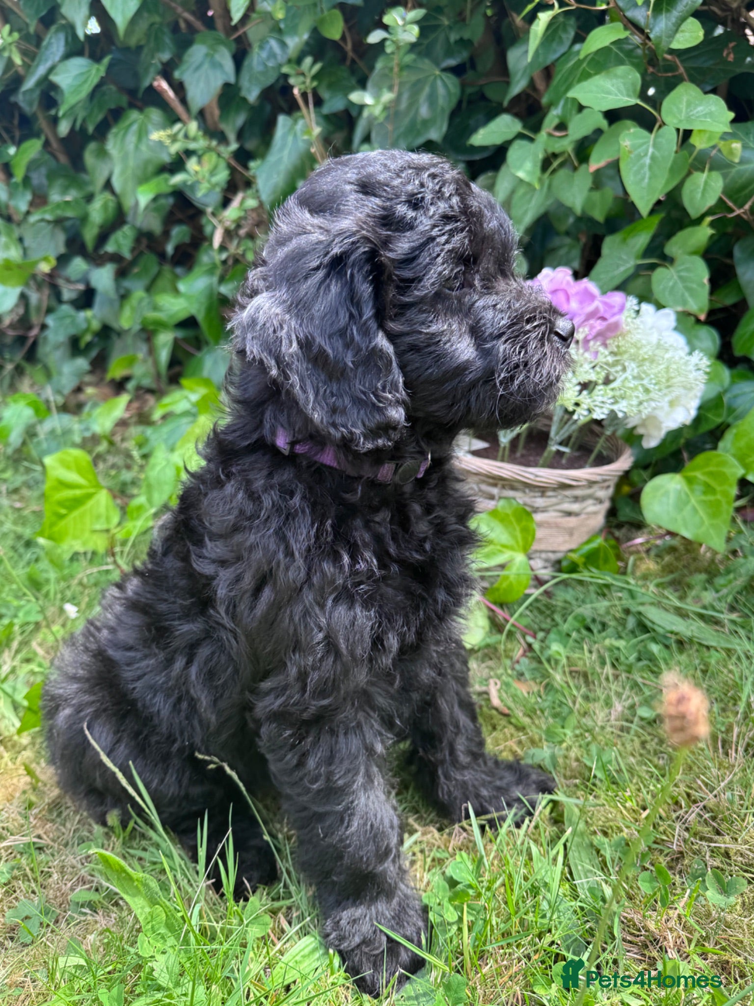 Mini Goldendoodle dogs F1 Miniature Goldendoodles  *READY NOW* - Advert 2