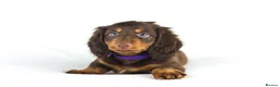 Miniature Dachshund dogs for sale: 4 male Dachshunds - Advert 30