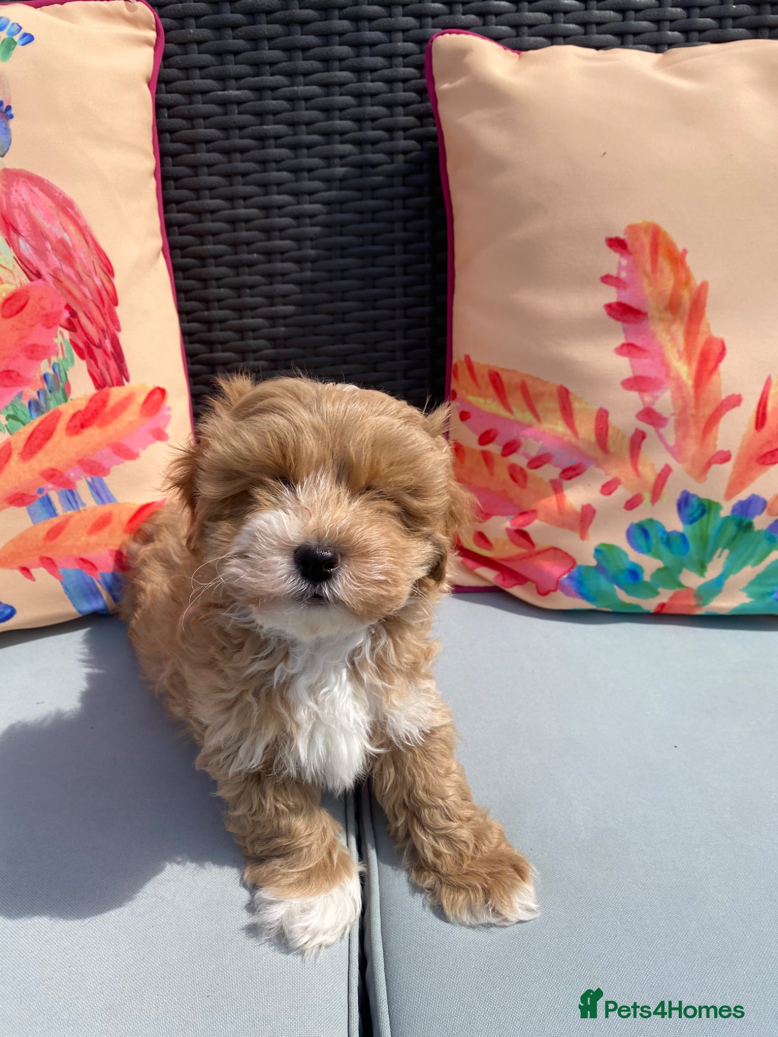 Maltipoo dogs Well bred maltipoo’s - Advert 5