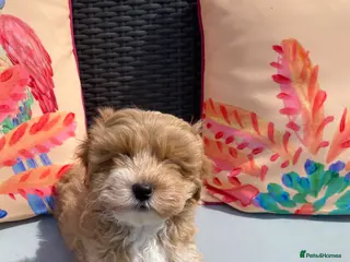 Maltipoo dogs Well bred maltipoo’s - Advert 7