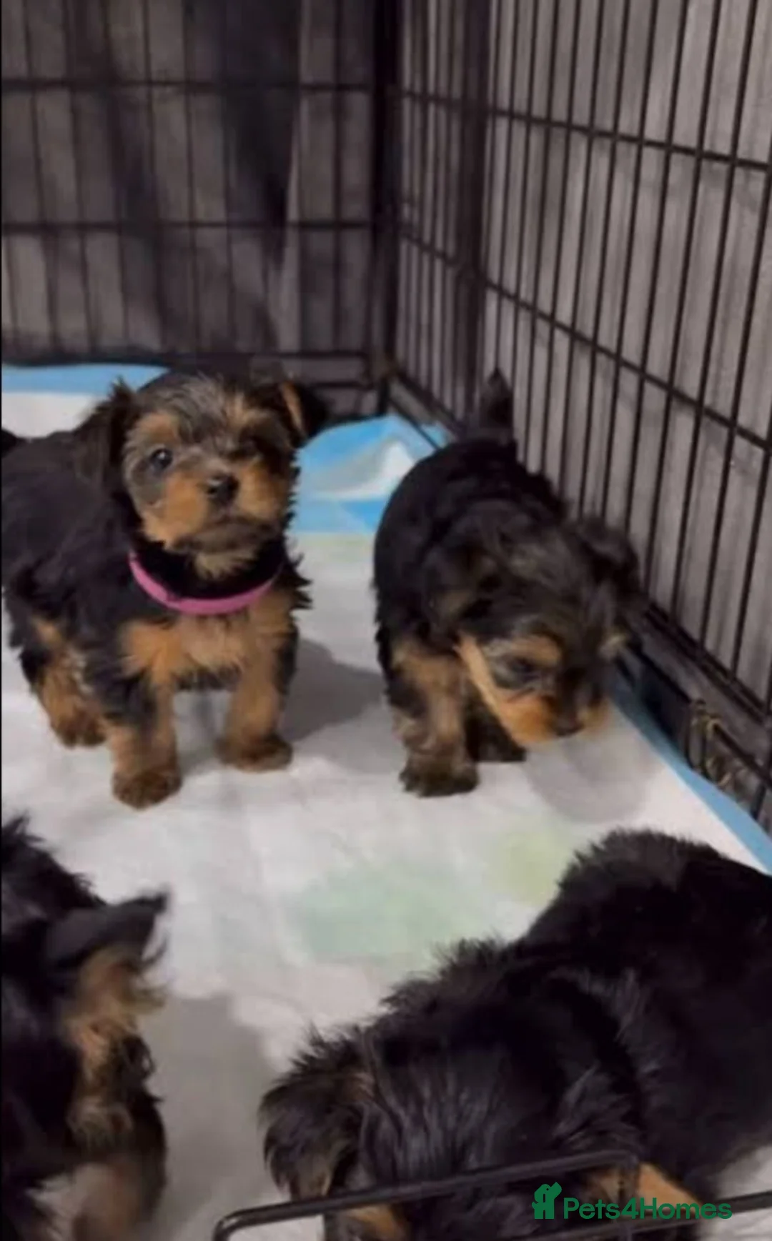 Yorkshire Terrier dogs for sale: Amazing Yorkshire Terrier puppies  in London - Advert 5