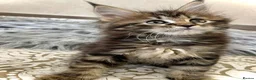 Maine Coon cats for sale: New Adventures Ready to Melt Your Heart-Maine Coon in Coventry - Advert 4